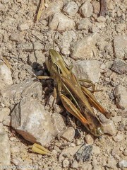 Chorthippus apicalis