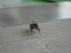Vespula vulgaris