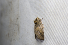 Disparia wilemani