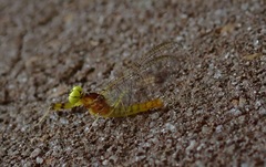 Stenacron interpunctatum