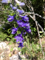 Delphinium fissum