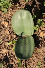 Haemanthus