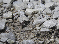 Apterodela unipunctata