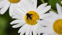 Chalcochiton pallasii