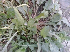 Rumex