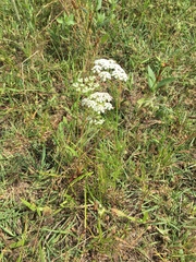 Bifora americana