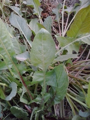 Rumex