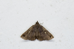 Raphiscopa albipunctata