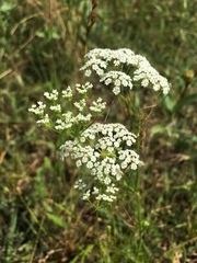 Bifora americana