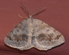 Macaria loricaria