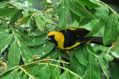 Icterus mesomelas