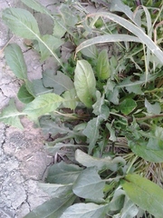 Rumex