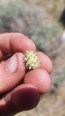 Rhopalomyia utahensis