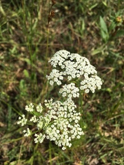 Bifora americana