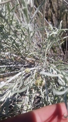 Rhopalomyia utahensis