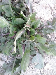 Rumex