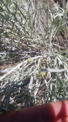 Rhopalomyia utahensis