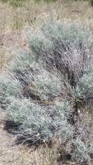 Rhopalomyia utahensis