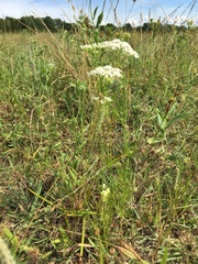 Bifora americana