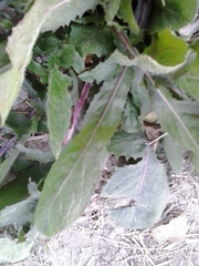 Rumex