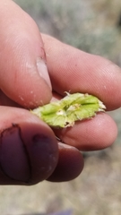 Rhopalomyia utahensis