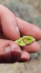 Rhopalomyia utahensis