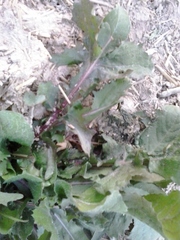 Rumex