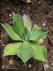 Agave cupreata