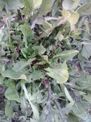 Rumex