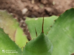 Agave cupreata