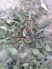 Rumex
