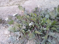 Rumex