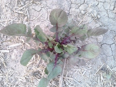 Rumex