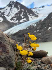 Calceolaria biflora