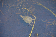 Emys orbicularis