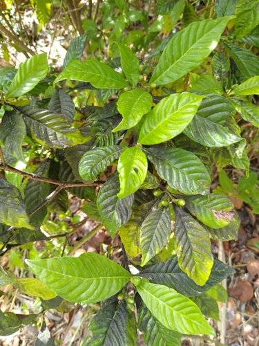 Psychotria nervosa