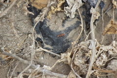 Pogonomyrmex californicus