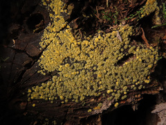 Mollisia ventosa