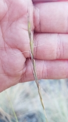 Pseudoroegneria spicata