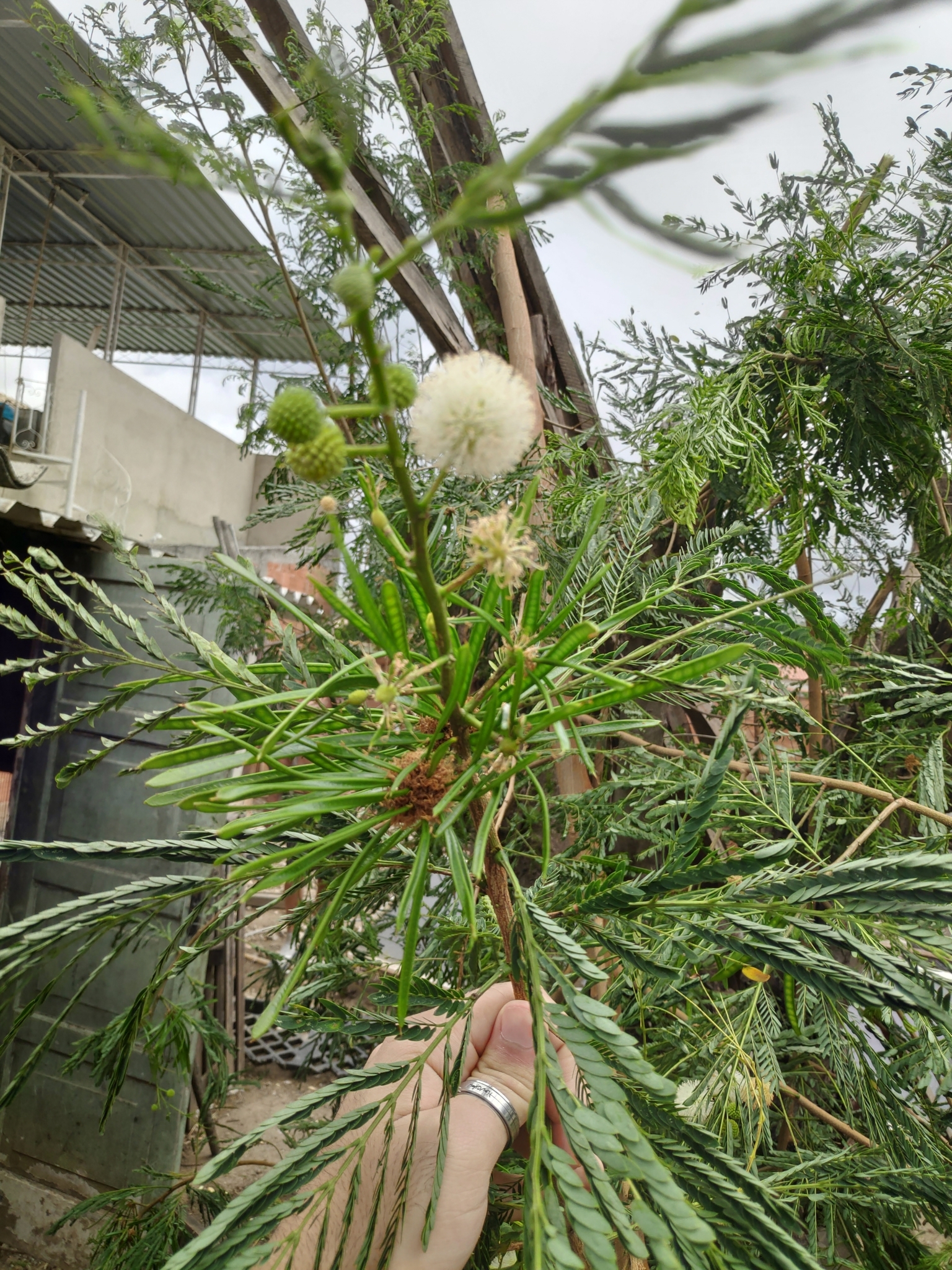 Leucaena leucocephala