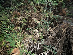 Lathyrus laetiflorus alefeldii