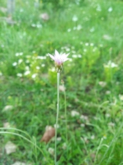 Xeranthemum cylindraceum
