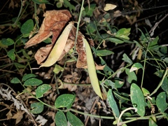 Lathyrus laetiflorus alefeldii