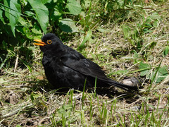 Turdus merula