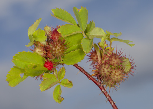 Spiny Leaf Gall Wasp