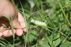 Proserpinus terlooii