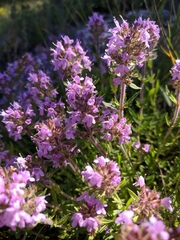 Thymus dzevanovskyi