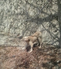 Canis familiaris