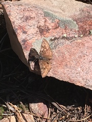 Erynnis persius