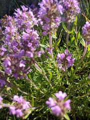 Thymus dzevanovskyi